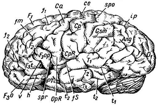 борозни і звивини зовнішньої поверхні лівого півкулі великого мозку