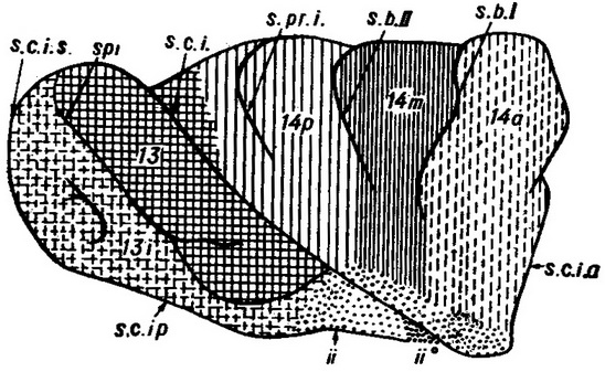 борозни зовнішньої поверхні острівця (схема)