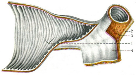 шари стінки худого відділу тонкої кишки