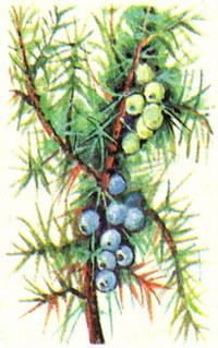 ялівець звичайний