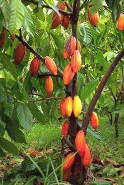 дерево какао