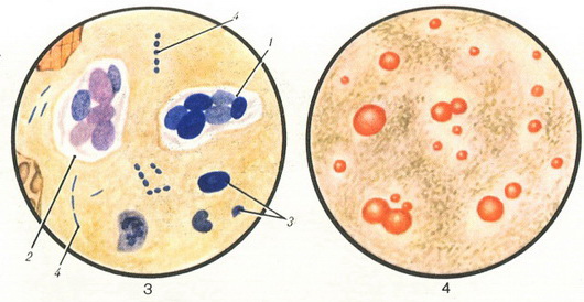 мікроскопія калу
