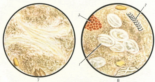 кал під мікроскопом