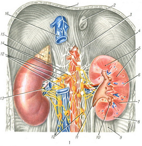 будова нирки людини