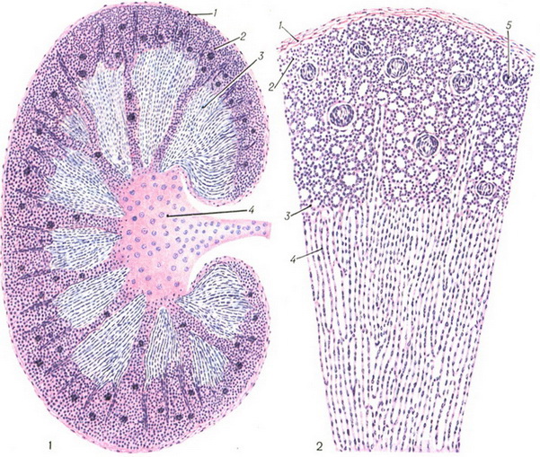 розріз нирки