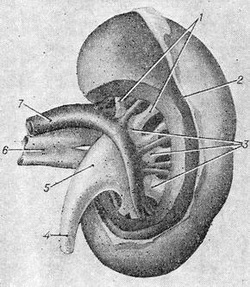 будова нирки