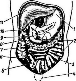 органи черевної порожнини