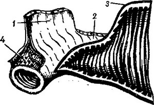 будова стінки тонкої кишки