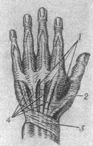 м'язи тильній поверхні кисті