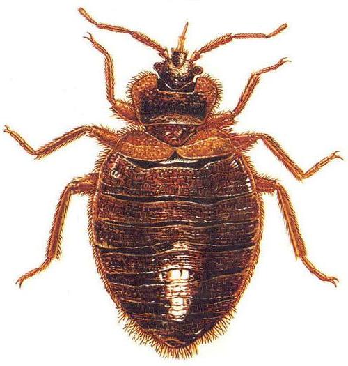 постільний клоп