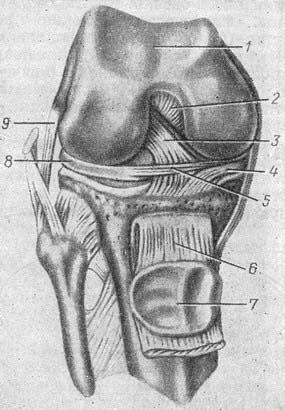 колінний суглоб