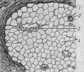 жовтий кістковий мозок