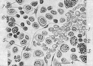 червоний кістковий мозок