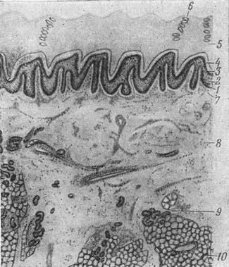 будова шкіри людини