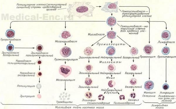 розвиток кров'яних клітин