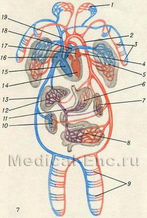 система кровообігу людини в картинках