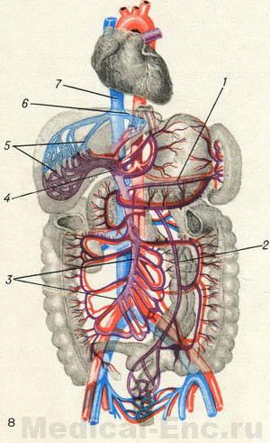 схема портального кровообігу