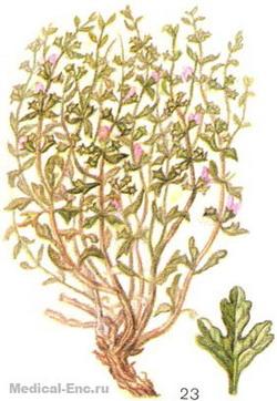 зайцегуб п'янкий