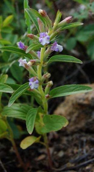 ляллеманция грузинська