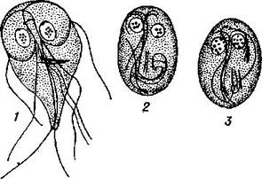 кишкова лямблії