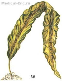 ламінарія цукриста (морська капуста)