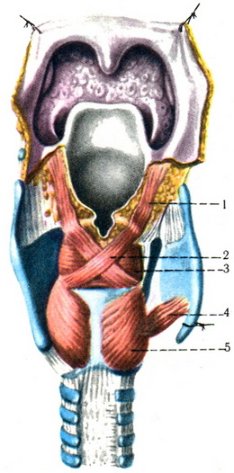 м'язи гортані ззаду