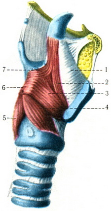 м'язи гортані анатомія