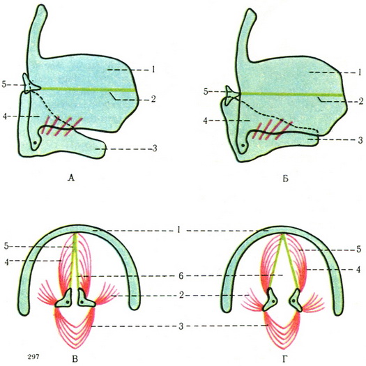 схема руху хрящів гортані