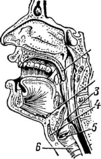 будова гортані малюнок