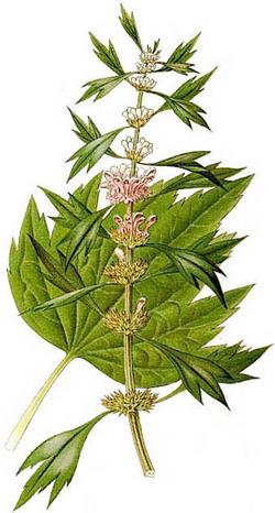 пустирник серцевий