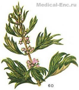 пустирник п'ятилопатевий