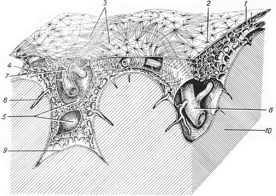 схема будови м'якої мозкової оболонки