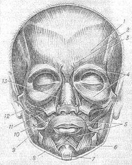 мімічні м'язи обличчя