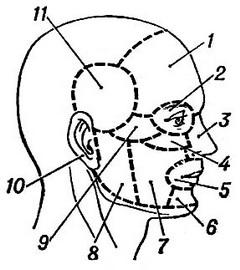 топографічні області особи