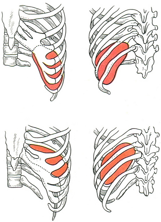 скелетотопія селезінки людини