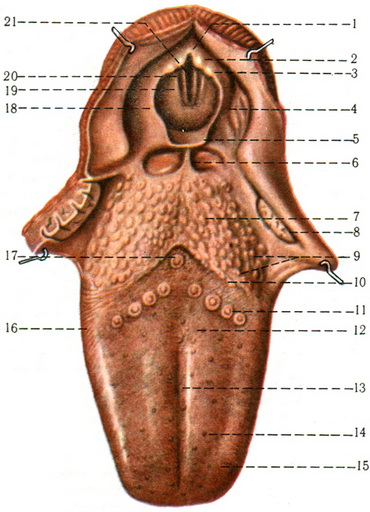 мова і вхід у гортань
