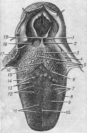 будова анатомія мови
