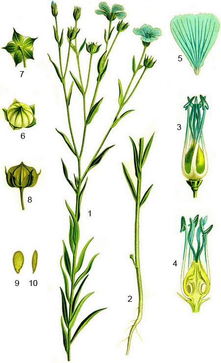 льон посівний