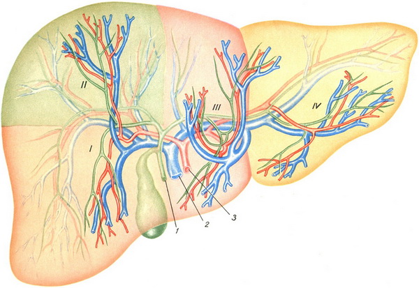 сегменти печінки