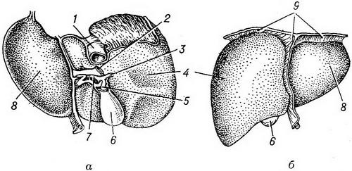 будова печінки