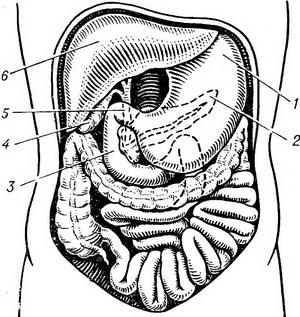 топографія печінки