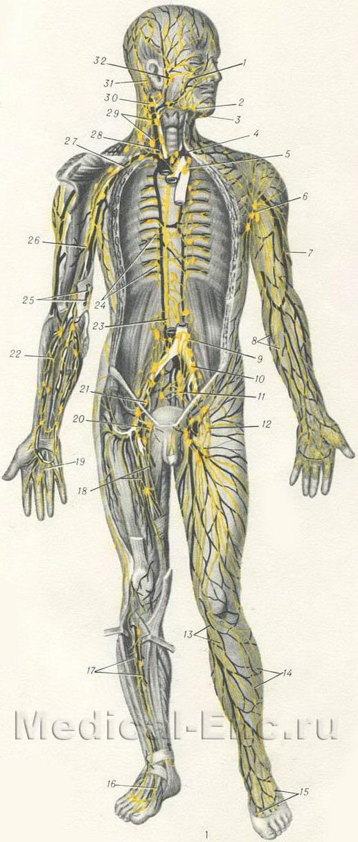 Лімфатична система людини схема