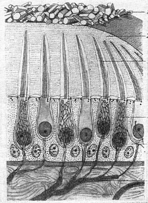 схема будови macula