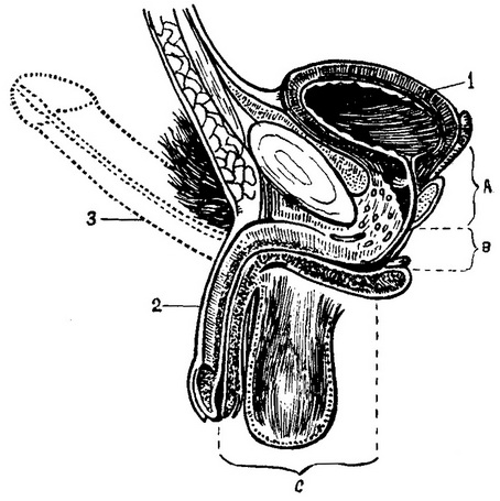 чоловіча уретра