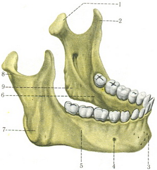 нижня щелепа mandibula