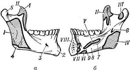нижня щелепа