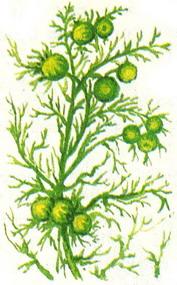 ромашка безъязычковая