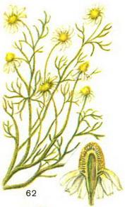 ромашка аптечна