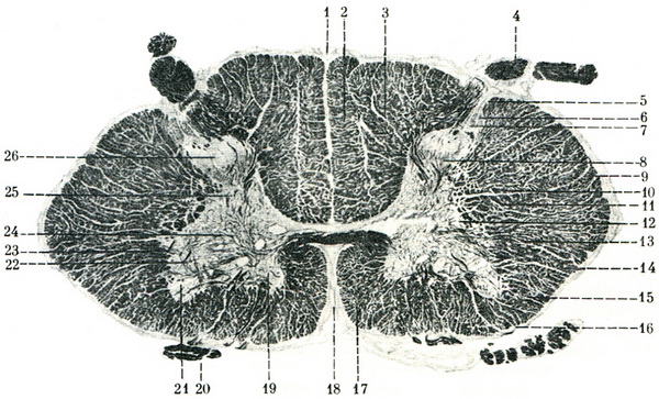 поперечний зріз спинного мозку