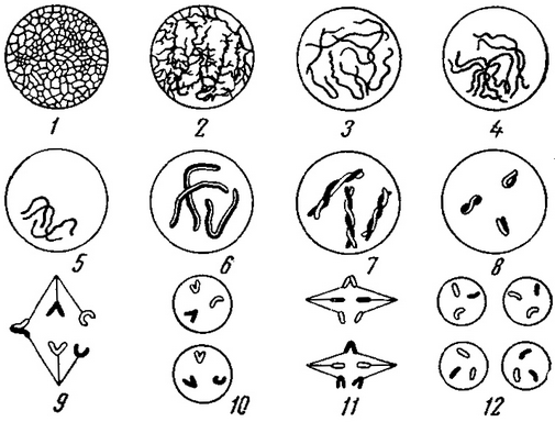 схема кон'югації хромосом і поділу дозрівання